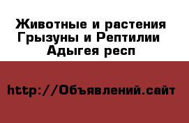 Животные и растения Грызуны и Рептилии. Адыгея респ.